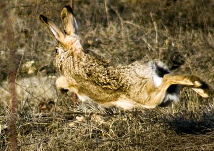 农福生野兔养殖加盟