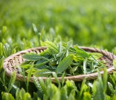 祁乡园茶叶加盟，食品行业加盟首选，让您创业先走一步！