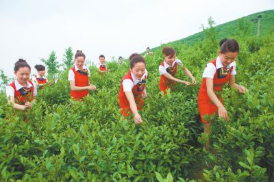 九华山茶叶加盟和其他食品加盟品牌有哪些区别？九华山茶叶品牌优势在哪里？