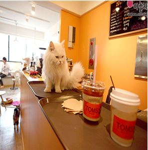 宠物主题咖啡厅加盟