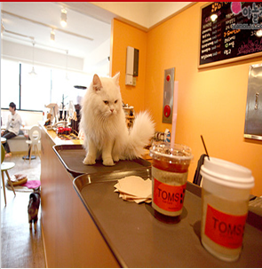 宠物主题咖啡厅加盟，餐饮行业加盟首选，让您创业先走一步！