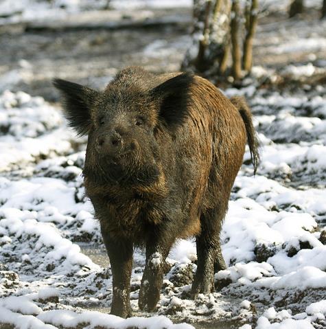 加盟野猪养殖你知道哪些优势？