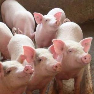 加盟苗猪你知道哪些优势？