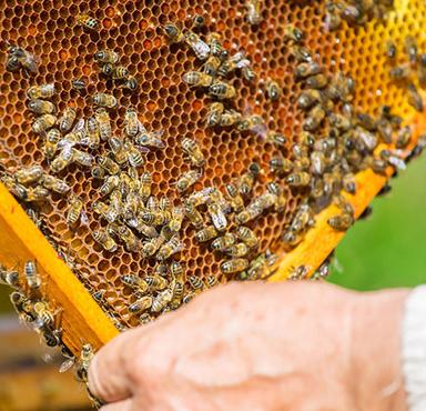 加盟阿坝王蜂蜜你知道哪些优势？