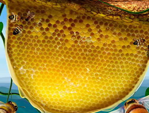 蜜源蜂蜜加盟