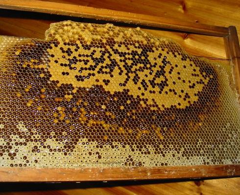 紫林堂合欢蜂蜜加盟