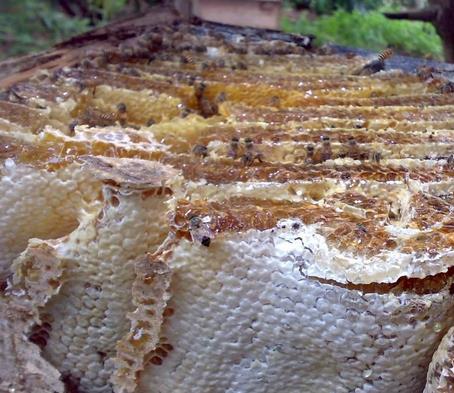 翠碧春蜂蜜加盟需要哪些条件？人人都可以加盟翠碧春蜂蜜吗？