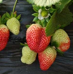 脱毒草莓苗加盟，新行业行业加盟首选，让您创业先走一步！