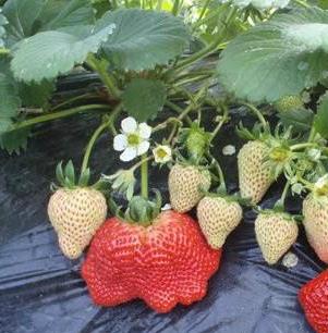 脱毒草莓苗加盟