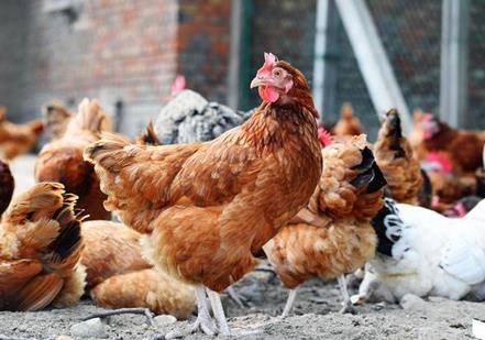 加盟散养鸡你知道哪些优势？