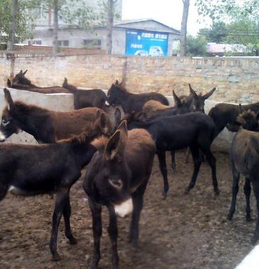 加盟驴养殖你知道哪些优势？