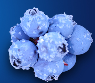 冰莓庄园蓝莓饮料加盟优势有哪些？了解优势从冰莓庄园蓝莓饮料介绍下手