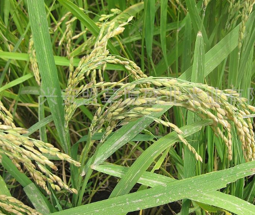为什么要加盟草原盛业米业？加盟草原盛业米业值得吗？