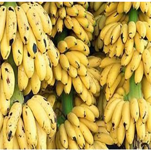 湛江市优质香蕉加盟