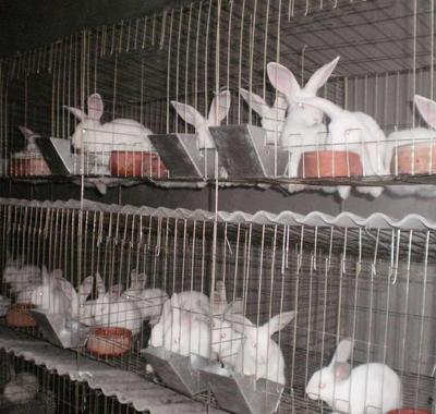 农福生兔子养殖加盟