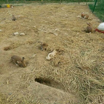 富祥兔子养殖加盟