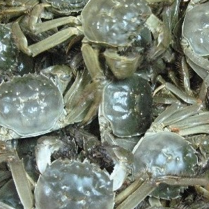 固城湖螃蟹加盟