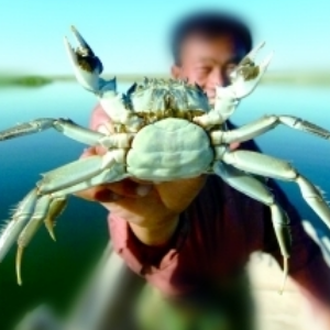 固城湖螃蟹加盟条件有哪些？固城湖螃蟹喜欢哪类加盟商？