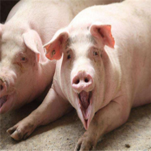 生态养猪技术大全加盟