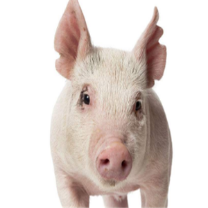 生态养猪技术大全加盟优势有哪些？了解优势从生态养猪技术大全介绍下手