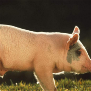 生态养猪技术大全加盟需要哪些条件？人人都可以加盟生态养猪技术大全吗？