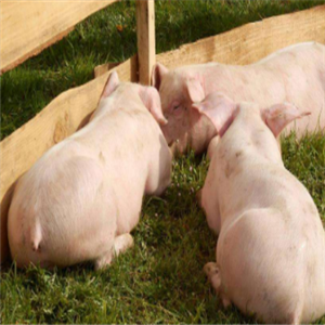 加盟生态养猪技术大全你知道哪些优势？