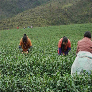 双秋生态茶叶加盟
