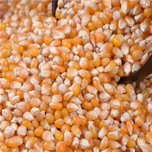 金丝玉米 粗粮细作加盟条件有哪些？金丝玉米 粗粮细作喜欢哪类加盟商？