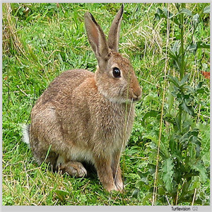 野兔养殖的加盟优势有哪些？现在加盟晚吗？
