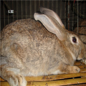 为什么要加盟野兔养殖？加盟野兔养殖值得吗？
