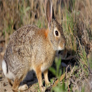 野兔养殖的加盟优势有哪些？现在加盟晚吗？