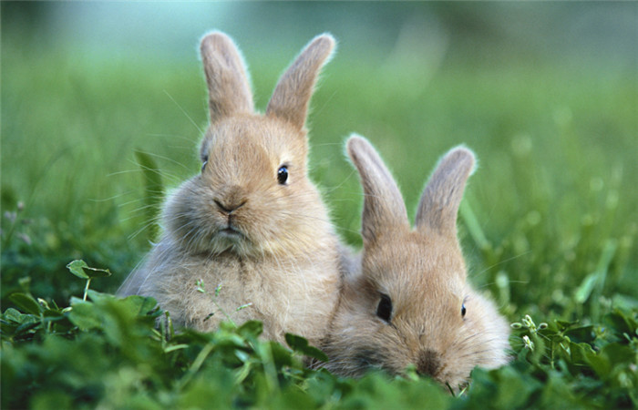 野兔养殖加盟