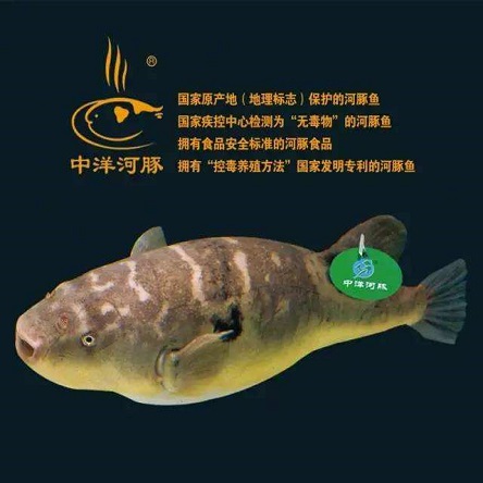 中洋河豚水产品加盟