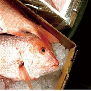海鲜鱼市加盟和其他餐饮加盟品牌有哪些区别？海鲜鱼市品牌优势在哪里？