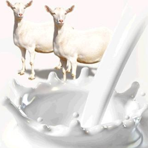 羊奶粉加盟