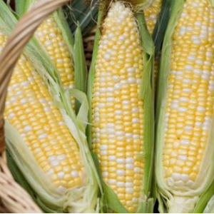 麦大蔬加盟优势有哪些？了解优势从麦大蔬介绍下手