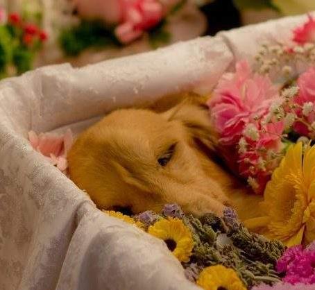 宠物殡葬加盟和其他服务加盟品牌有哪些区别？宠物殡葬品牌优势在哪里？